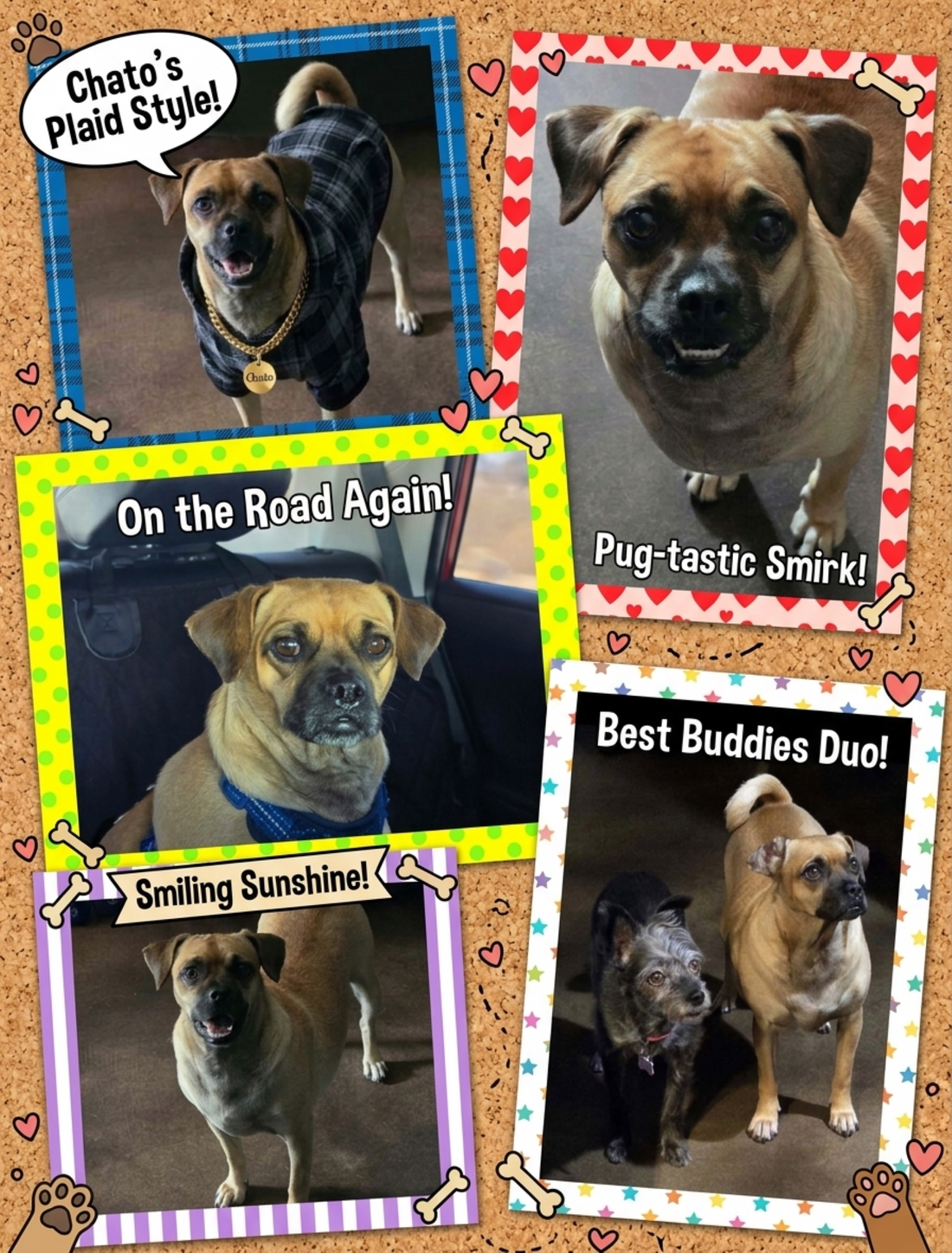 Chato, a tan Pug and Chihuahua mix, in a photo collage: wearing a plaid shirt, smiling, riding in the car, and posing with his dog buddy