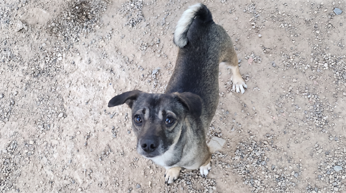 Our First Big Goal: $1,000 for Poverty's Pets