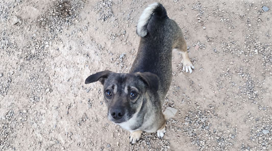 Our First Big Goal: $1,000 for Poverty's Pets