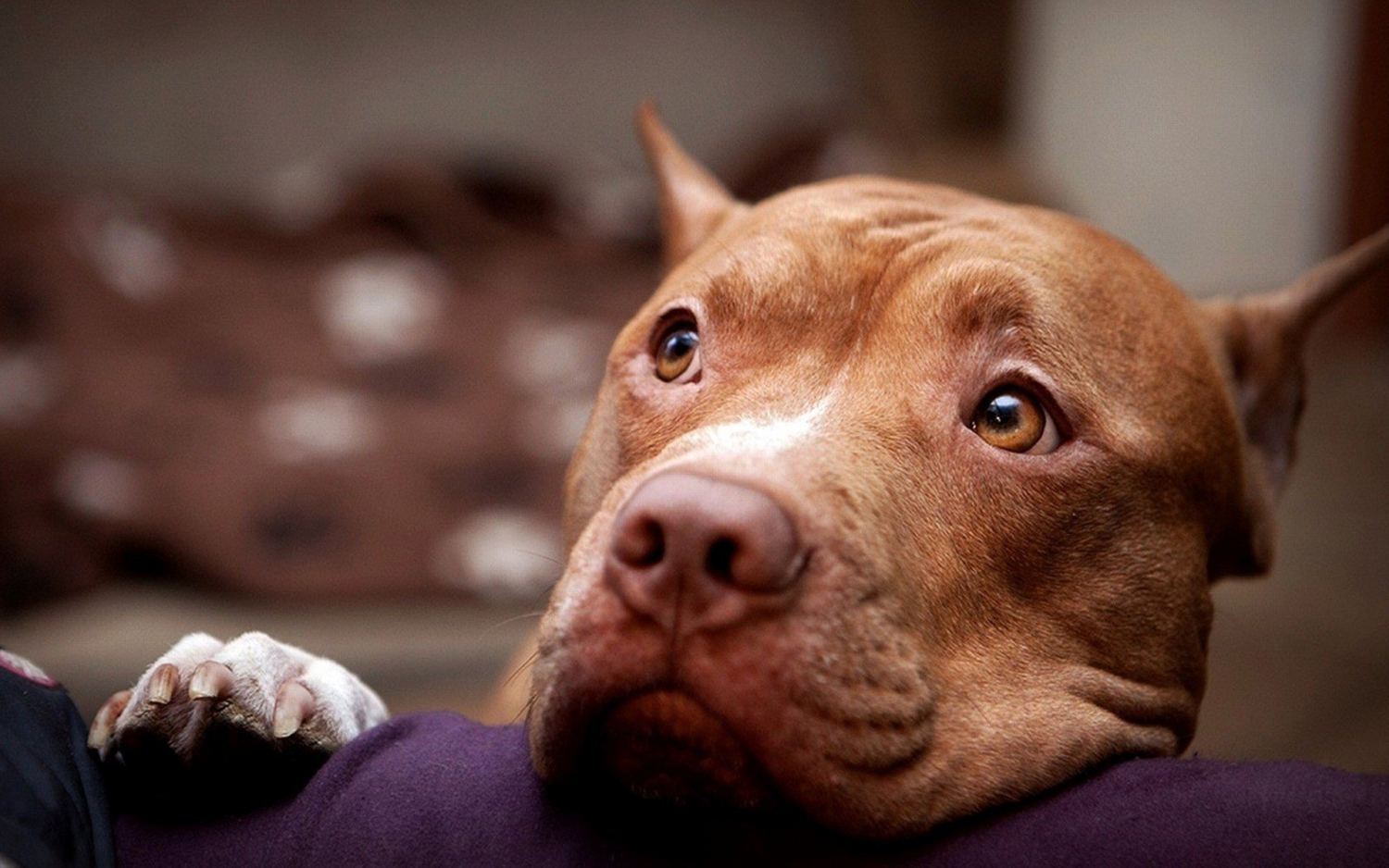 Dog Rescue