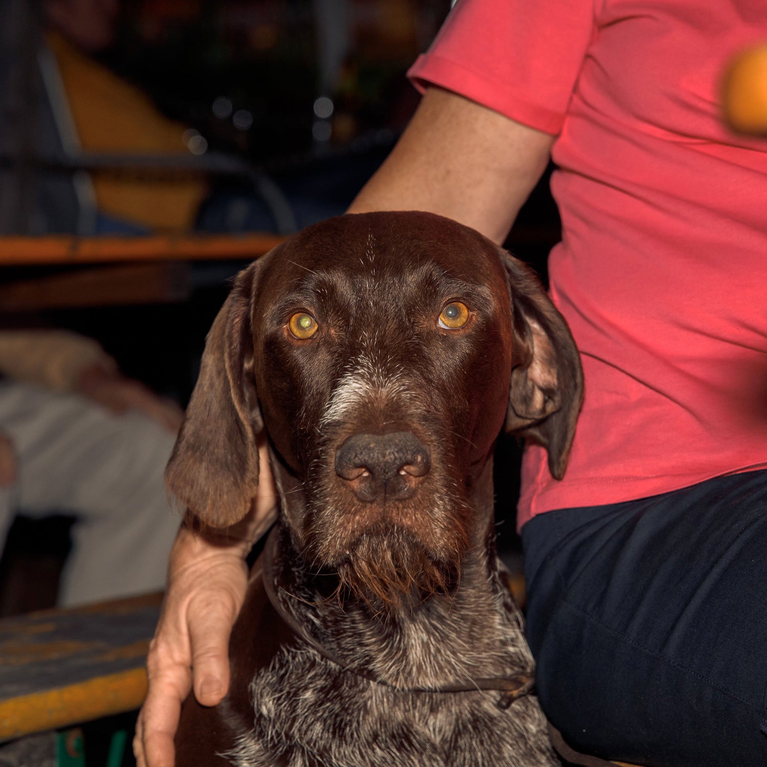 Dog Rescue